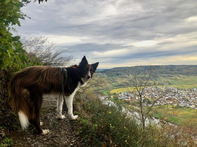 Appartamento Biggi Trittenheim Esterno foto